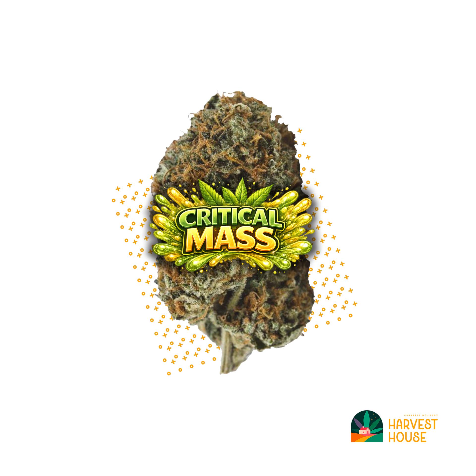 Critical Mass - Indica - 30.93% THC by Animal