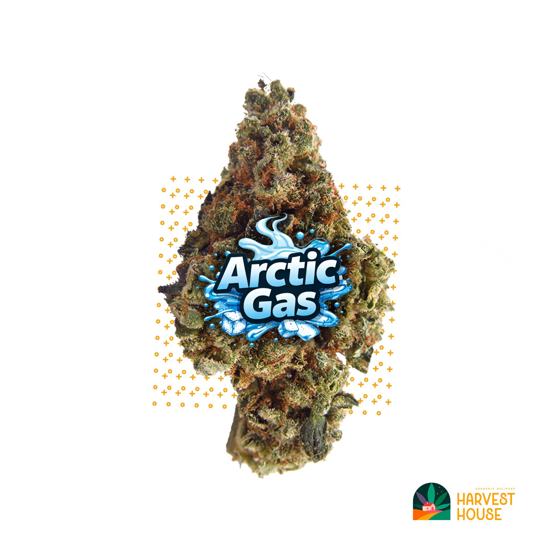 Arctic Gas - Indica - 30.72% THC by Animal