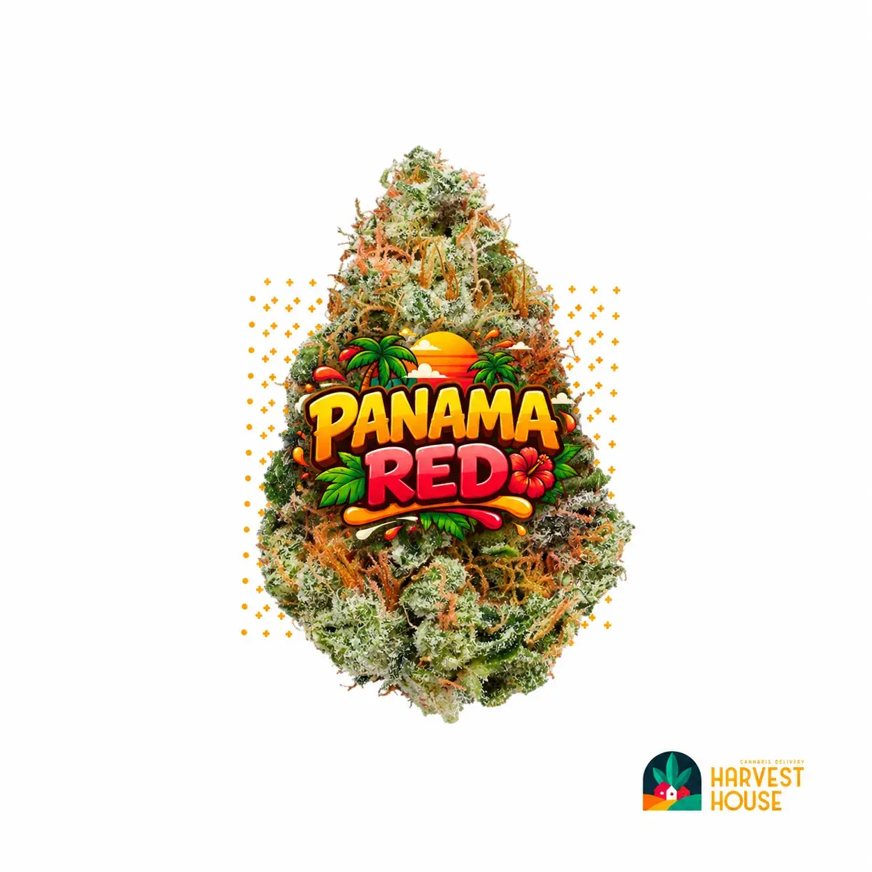 Panama Red - Sativa - 31.48% THC by Harvest House