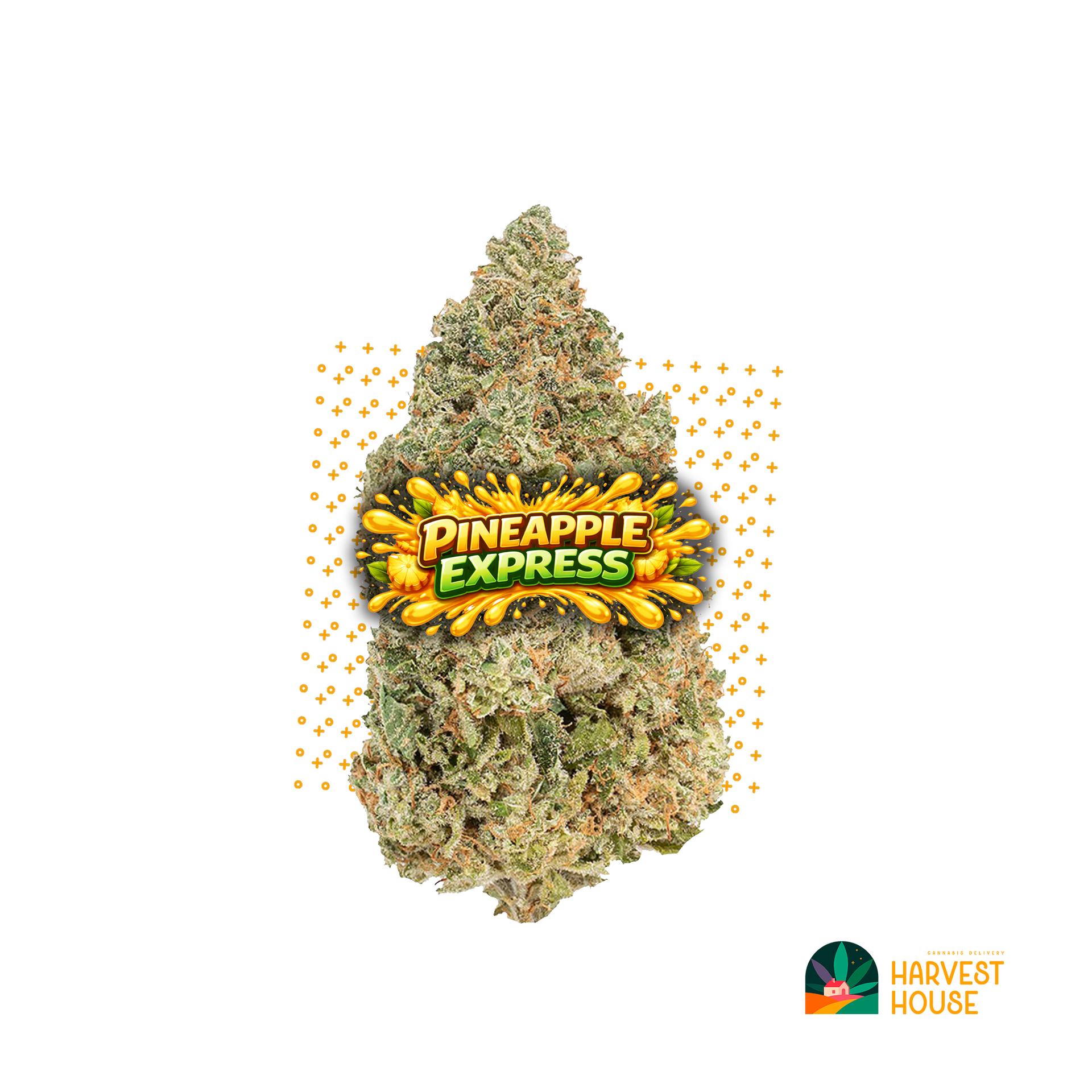 Pineapple Express - Hybrid - 27.77% THC by Animal