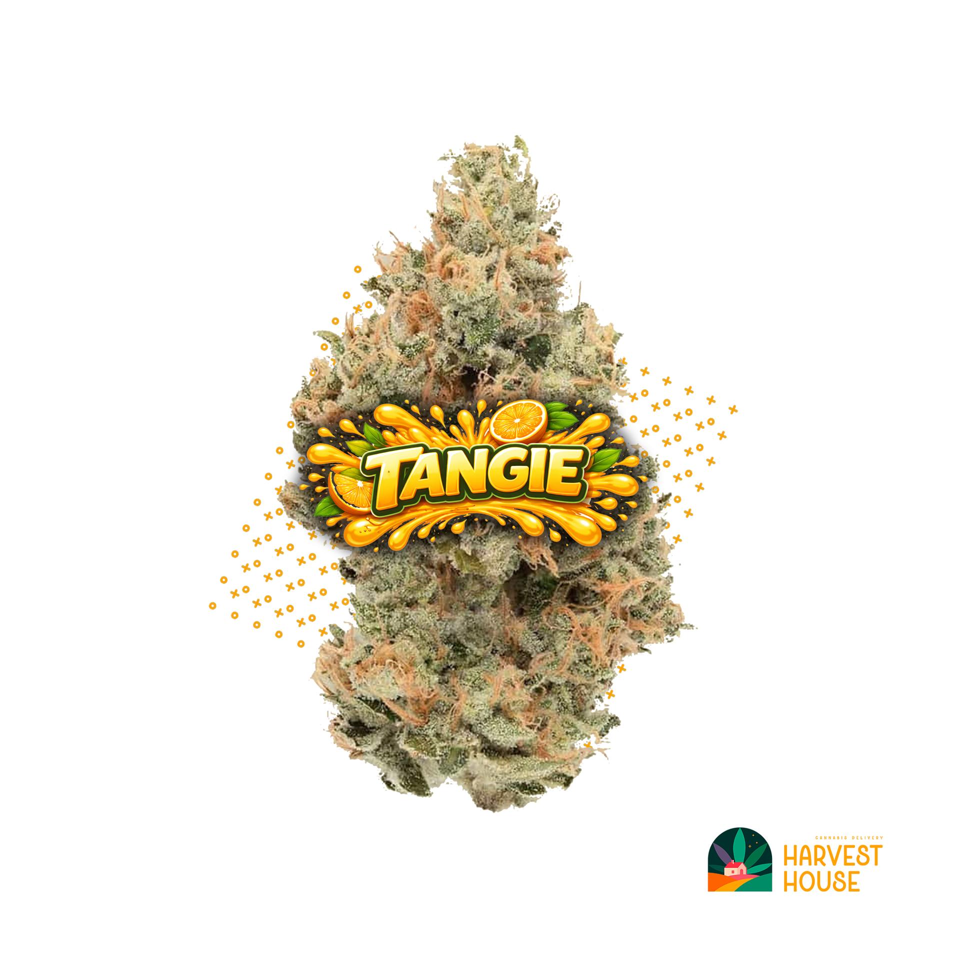Tangie - Sativa - 28.98% THC by Animal