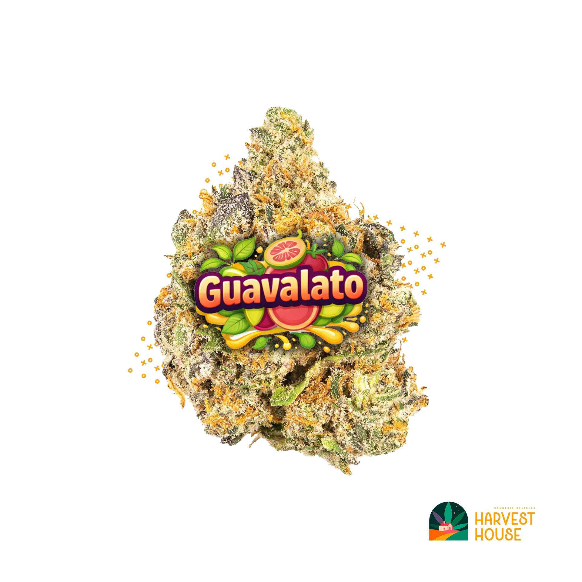 Guavalato - Hybrid - 37.22% THC by Animal