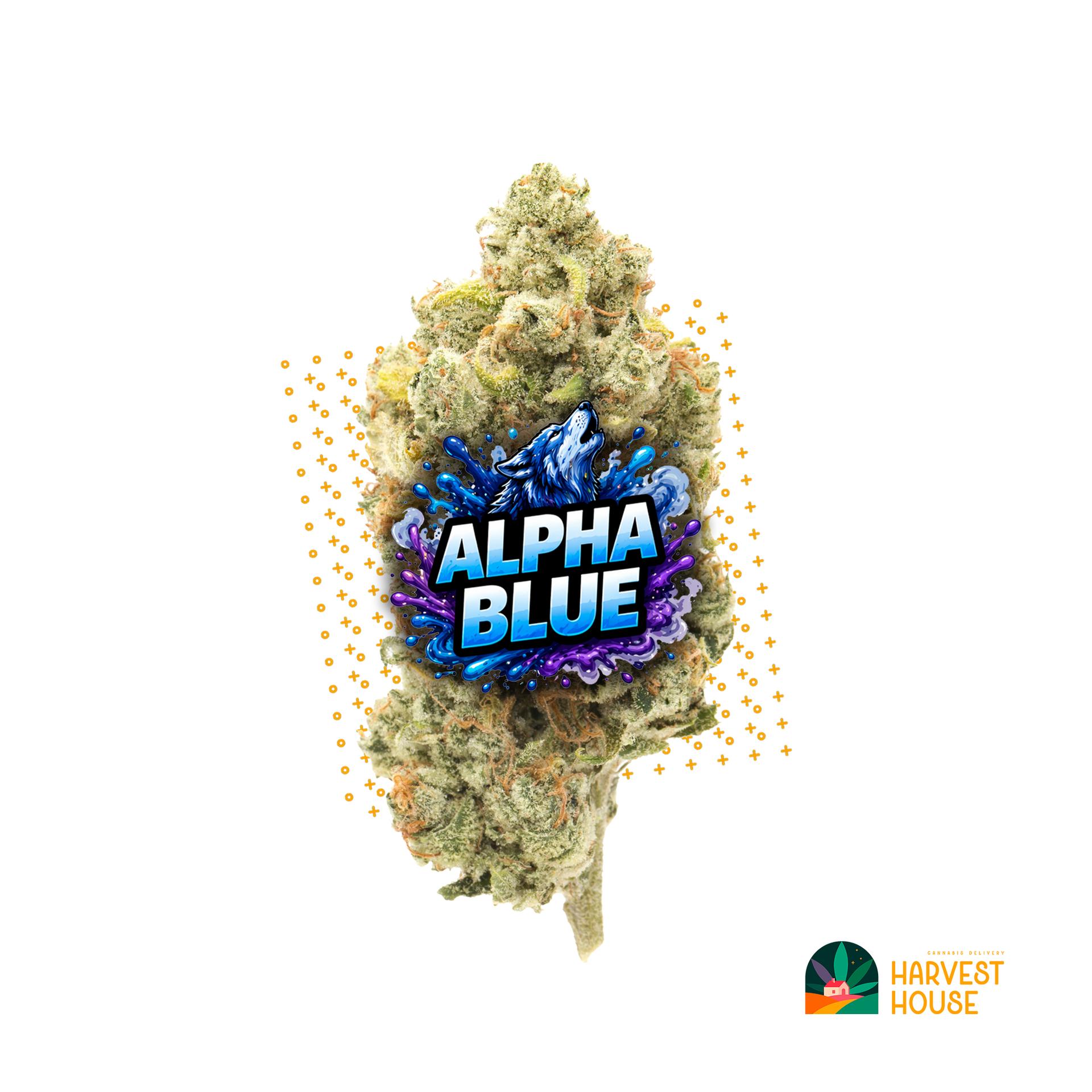 Alpha Blue - Sativa - 26.56% THC by Animal