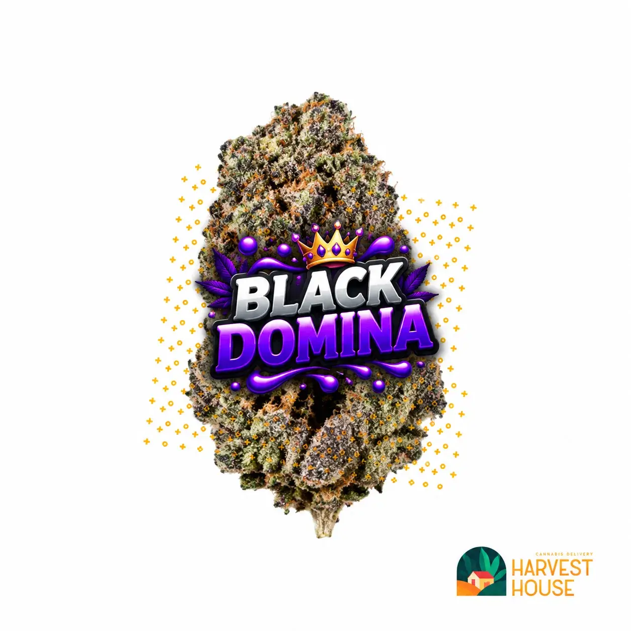 Black Domina - Indica - 27.35% THC by Harvest House