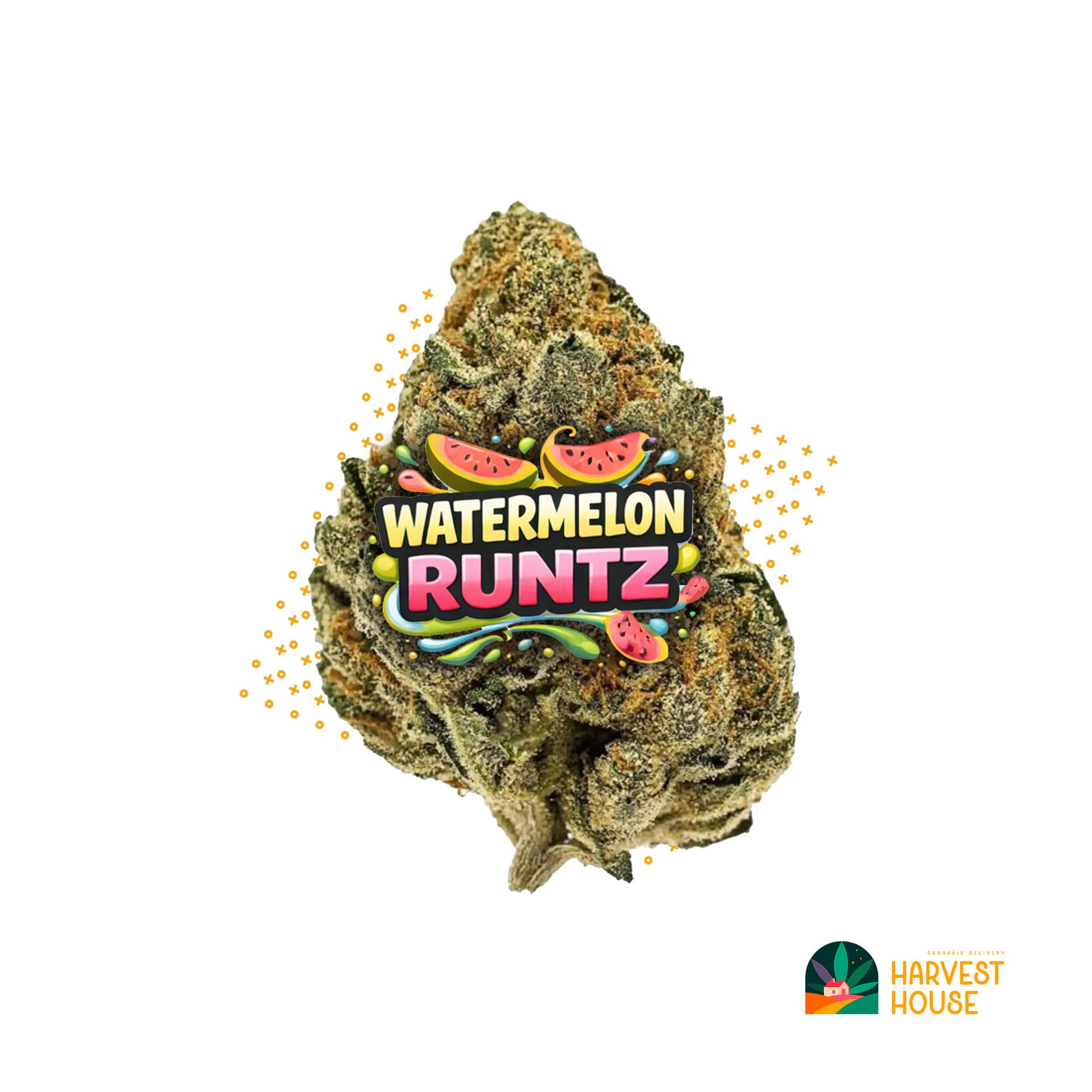 Watermelon Runtz - Hybrid - 36% THC by Animal