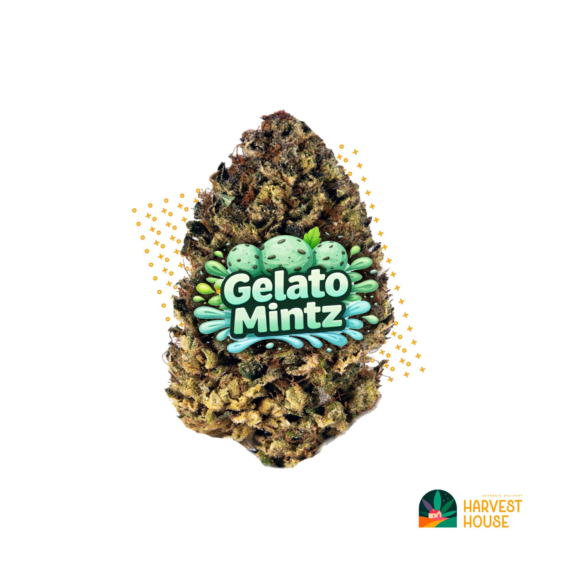 Gelato Mintz - Hybrid - 26.11% THC by Animal